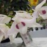Dendrobium parishii var. semi-alba