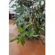 Dendrobium parishii var. coerulea