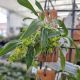 Dendrobium kanburiense