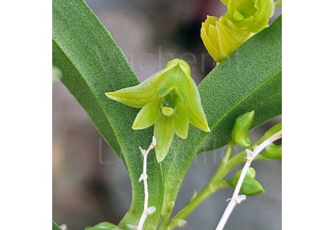 Dendrobium kanburiense