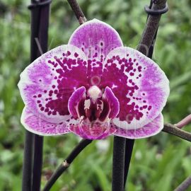 Phalaenopsis Happy Girl