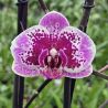 Phalaenopsis Happy Girl