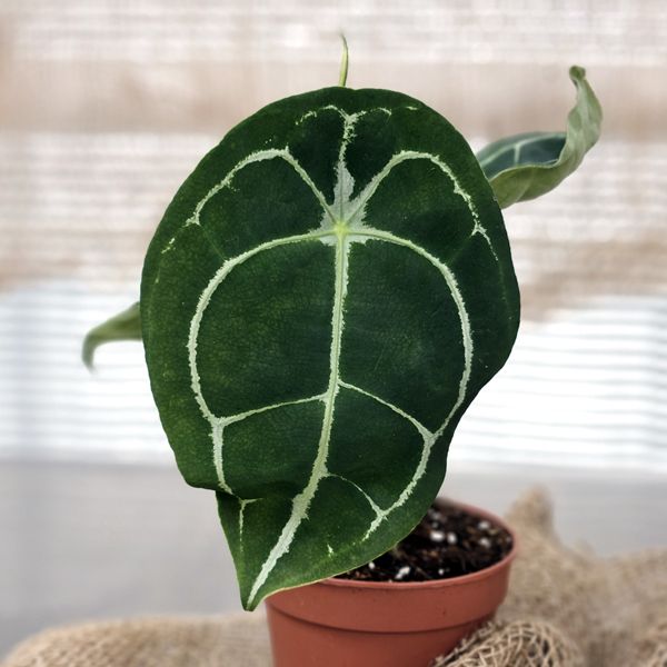 Anthurium forgetii