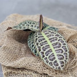 Labisia obtusifolia Turtle Back