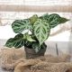 Anthurium Silver Blush