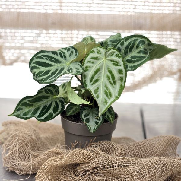 Anthurium Silver Blush