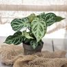 Anthurium Silver Blush