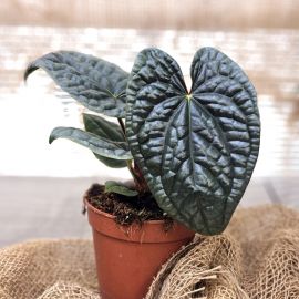Anthurium luxurians
