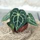 Anthurium King of Clarinervium 'Sulanjana'