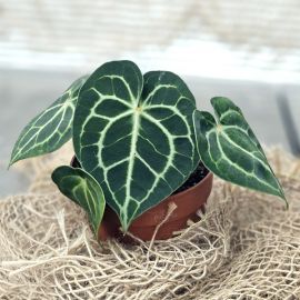 Anthurium King of Clarinervium 'Sulanjana'