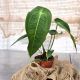 Anthurium peltigerum