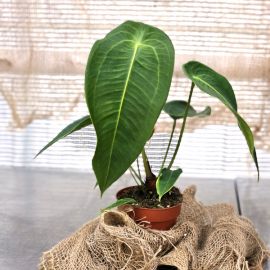 Anthurium peltigerum