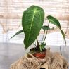 Anthurium peltigerum