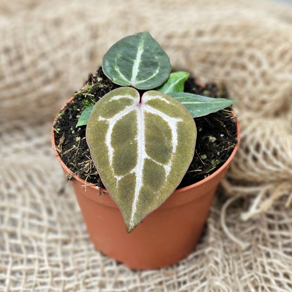 Anthurium Red Crystallinum