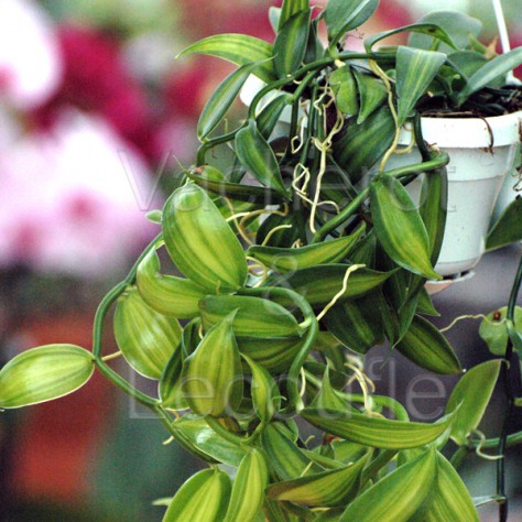 Fiche de culture de l'orchidée VANILLE (Vanilla planifolia)