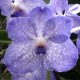 Fiche de culture de l'orchidée VANDA et aussi Aerides, Rhynchostylis, Renanthera