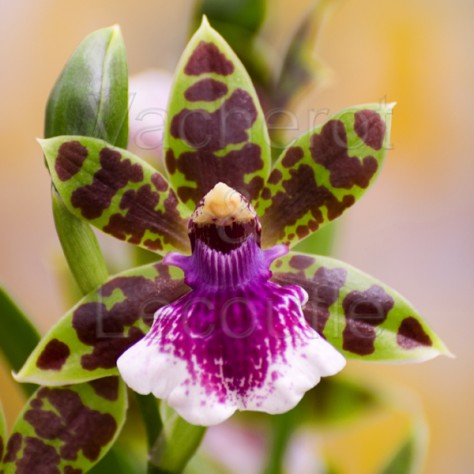 Fiche de culture de l'orchidée ZYGOPETALUM