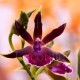 Fiche de culture de l'orchidée ZYGOPETALUM