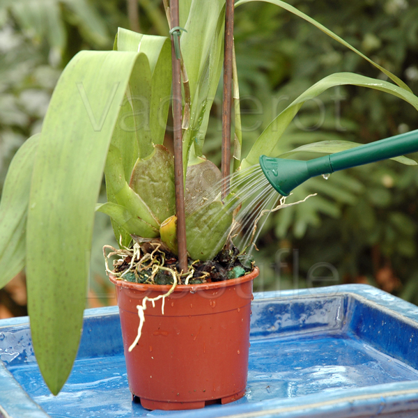 Arrosage Orchidée : Vacherot et Lecoufle, conseil arrosage des orchidées