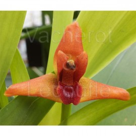 Maxillaria elatior