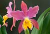 Cattleya Stradivarius 'Eclipse' (Lc.)