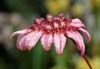 bulbophyllum eberhardtii