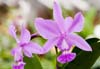 Cattleya walkeriana