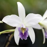 Laelia anceps var. veitchiana