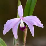 Laelia perrinii