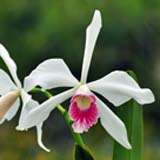 Laelia purpurata var. carnea