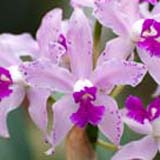 Cattleya amethystoglossa