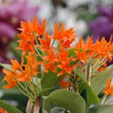 Cattleya aurantiaca