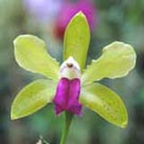 Cattleya bicolor 'Green Magic'