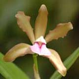 Cattleya bicolor