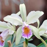 Cattleya forbesii