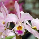 Cattleya gaskelliana