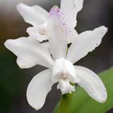 Cattleya intermedia alba