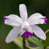 Cattleya intermedia var. aquinii