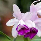 Cattleya intermedia orlata 'Rio'