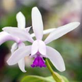 Cattleya intermedia