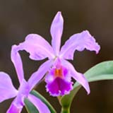 Cattleya jenmanii