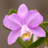 Cattleya loddigesii