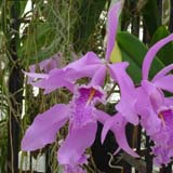 Cattleya maxima