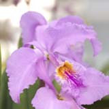 Cattleya mossiae