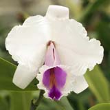 Cattleya quadricolor