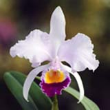 Cattleya trianae