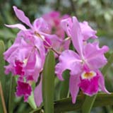 Cattleya warscewiczii