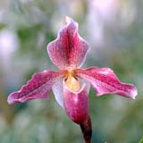 Paphiopedilum Aladin