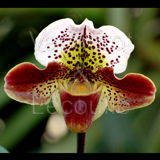 Paphiopedilum Aristote