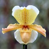 Paphiopedilum Banchory